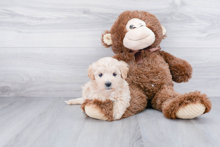 Cute Maltipoo Baby