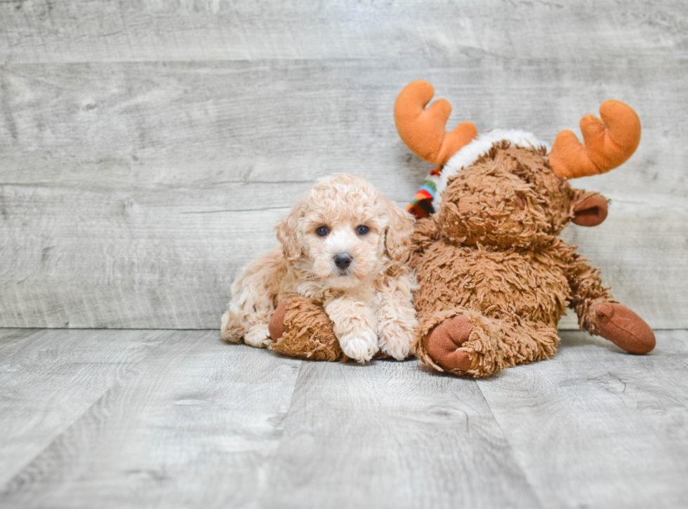 Maltipoo Puppy for Adoption