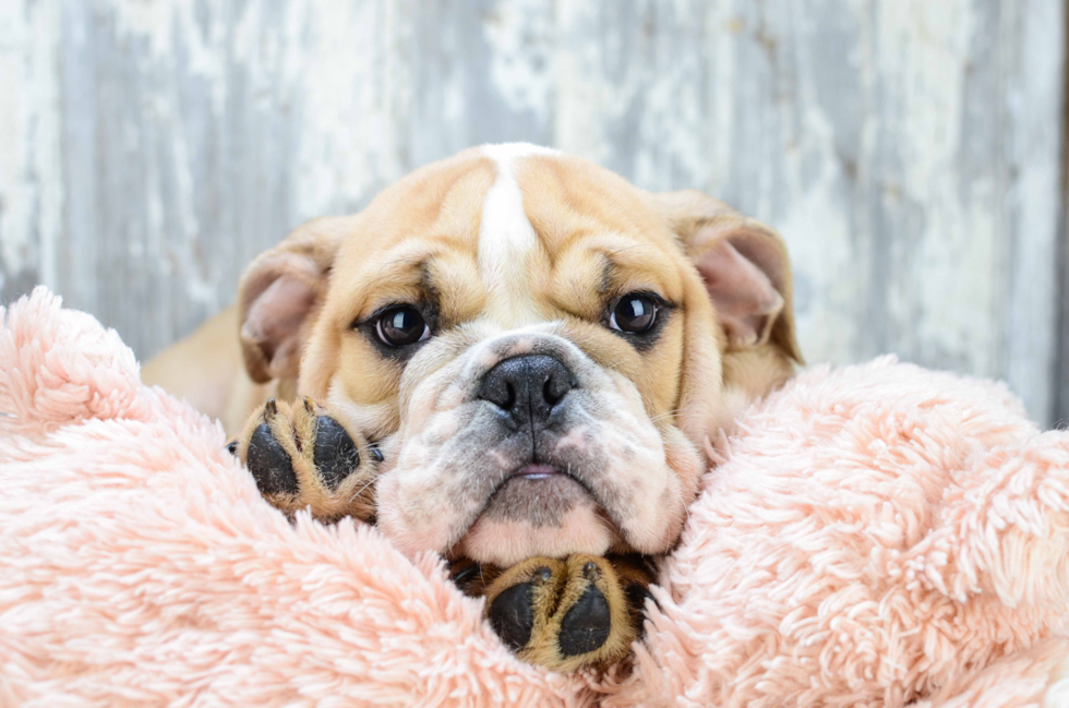 Cute English Bulldog Mix Puppy