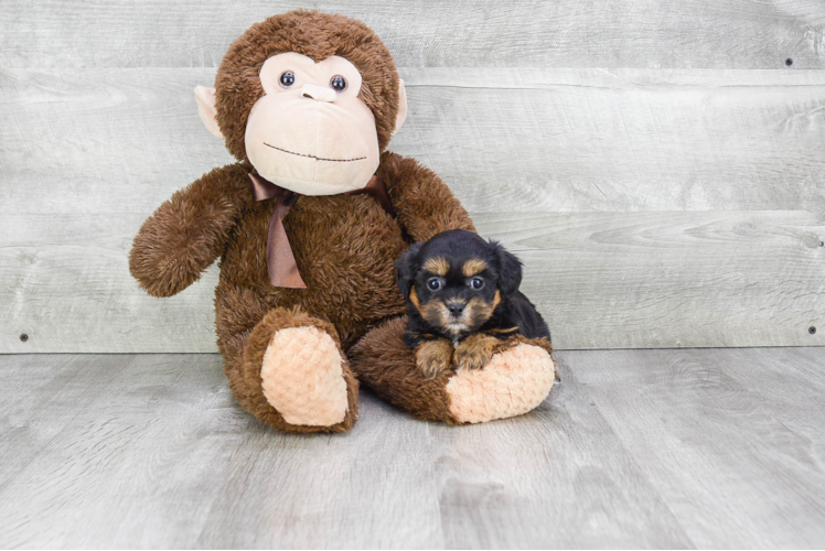 Hypoallergenic Shitzu Designer Puppy