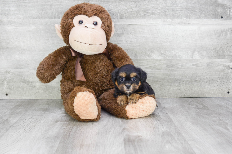 Hypoallergenic Shitzu Designer Puppy