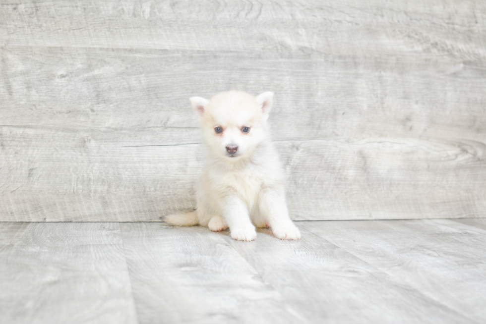 Small Pomsky Baby