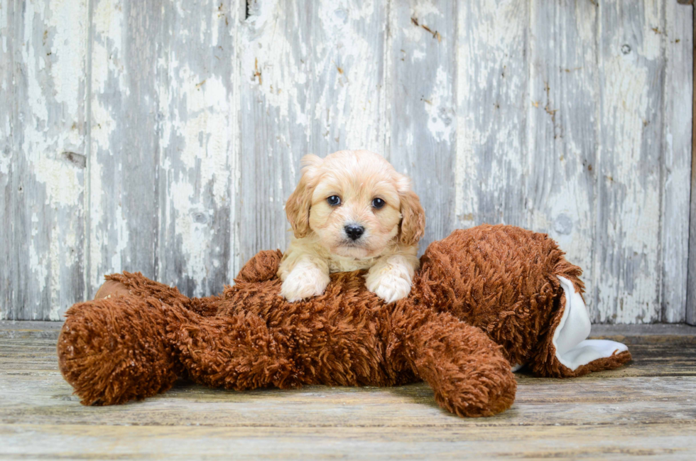 Small Cavachon Baby