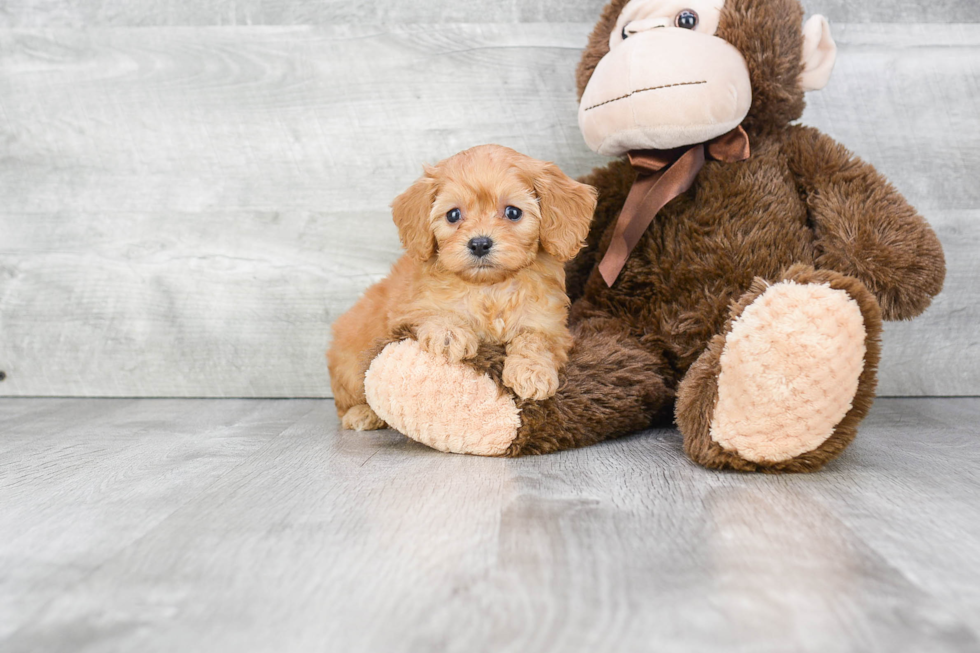 Cavapoo Puppy for Adoption