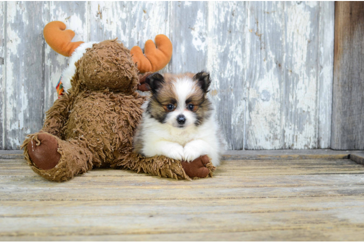 Funny Pomeranian Baby