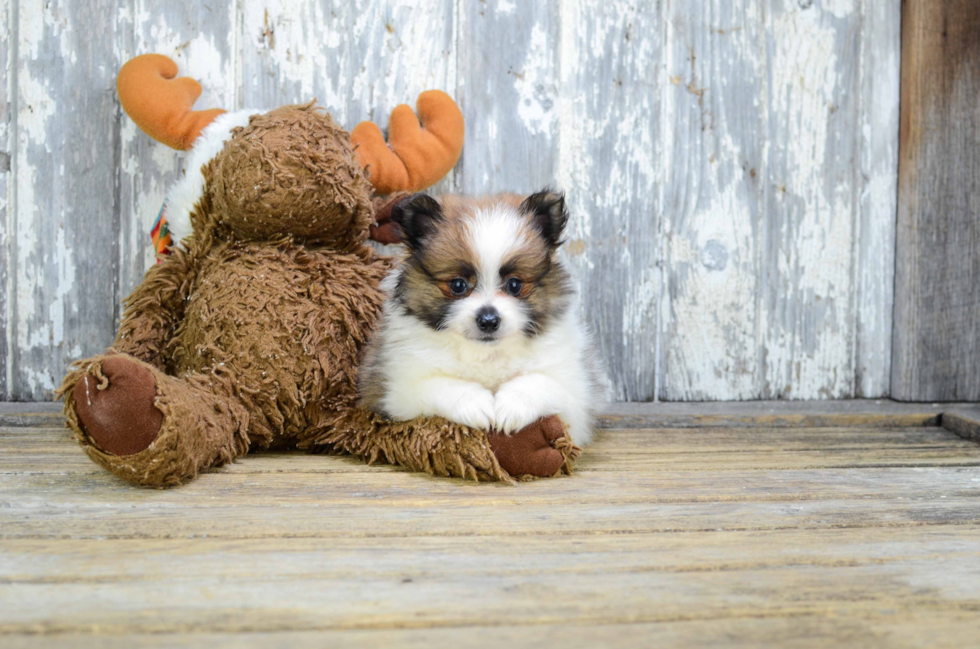 Funny Pomeranian Baby