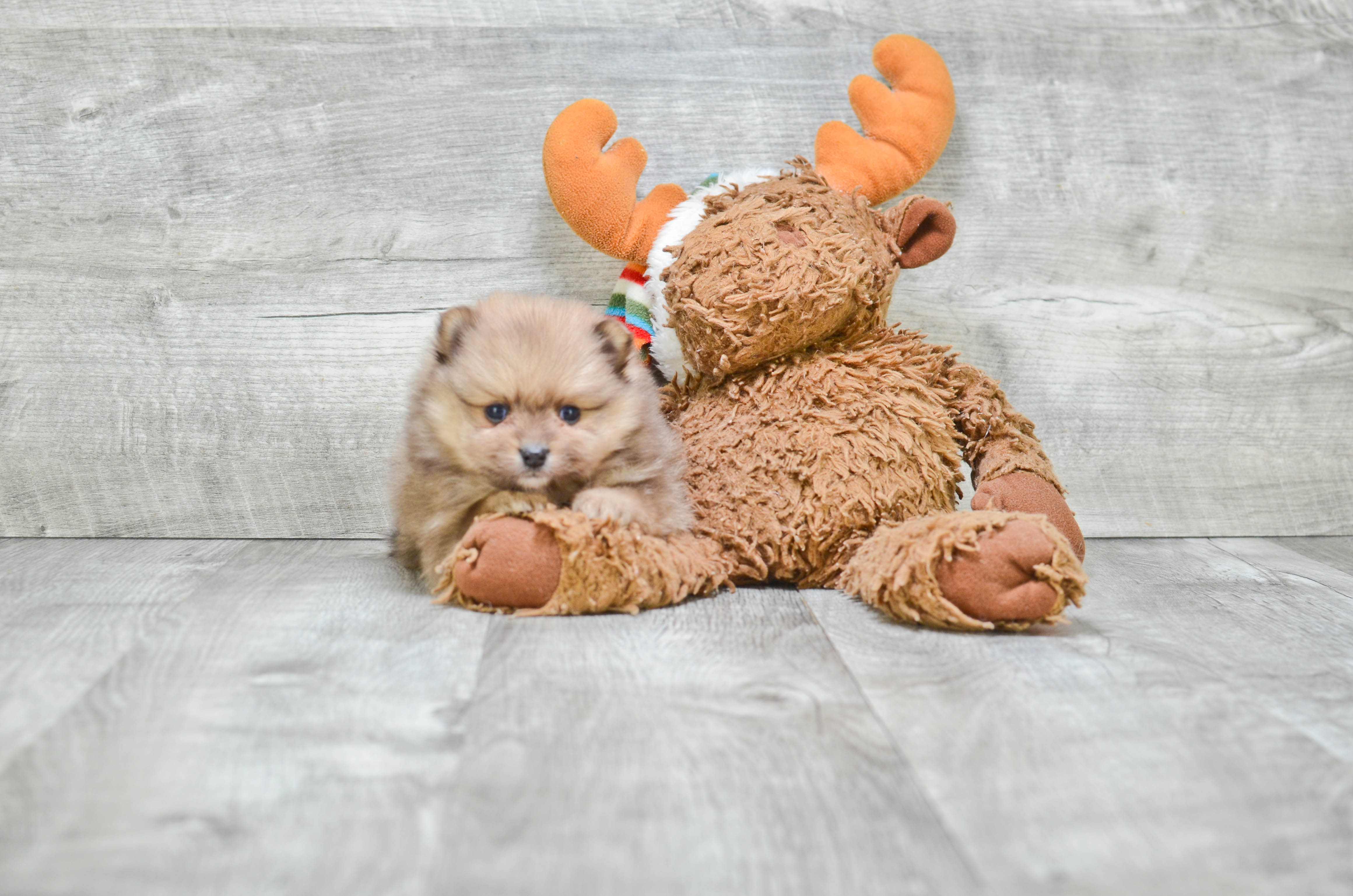 Funny Pomeranian Baby
