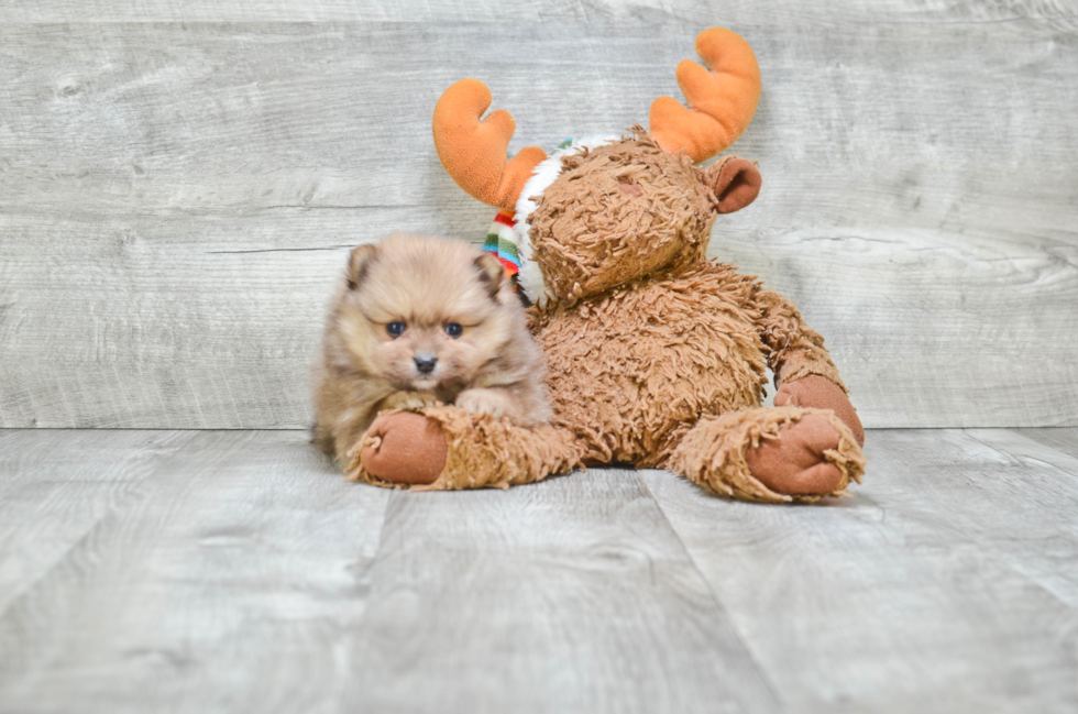 Funny Pomeranian Baby