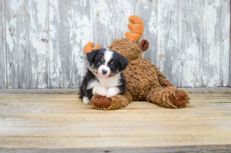 Adorable Aussiepoo Poodle Mix Puppy