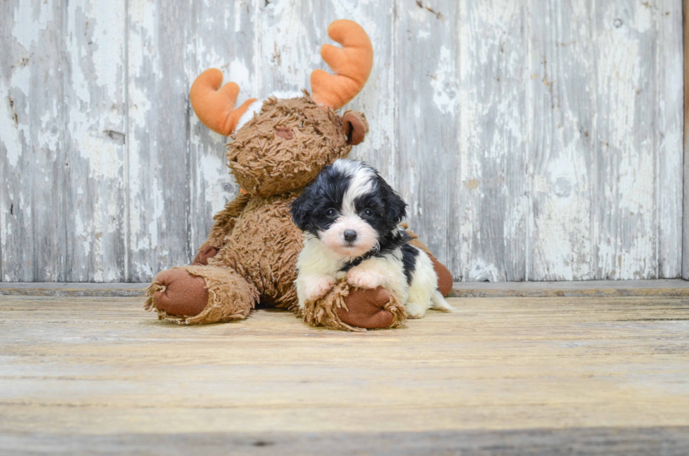 Cute Teddy Bear Baby