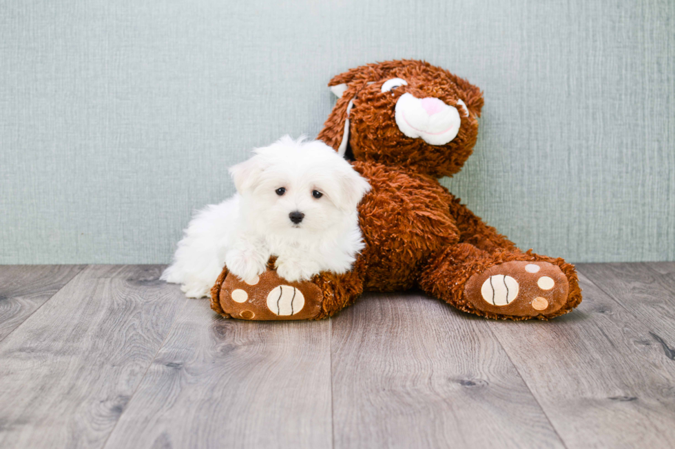 Maltese Pup Being Cute