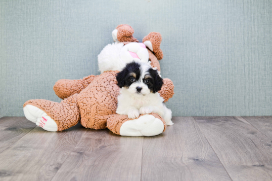 Cavachon Puppy for Adoption