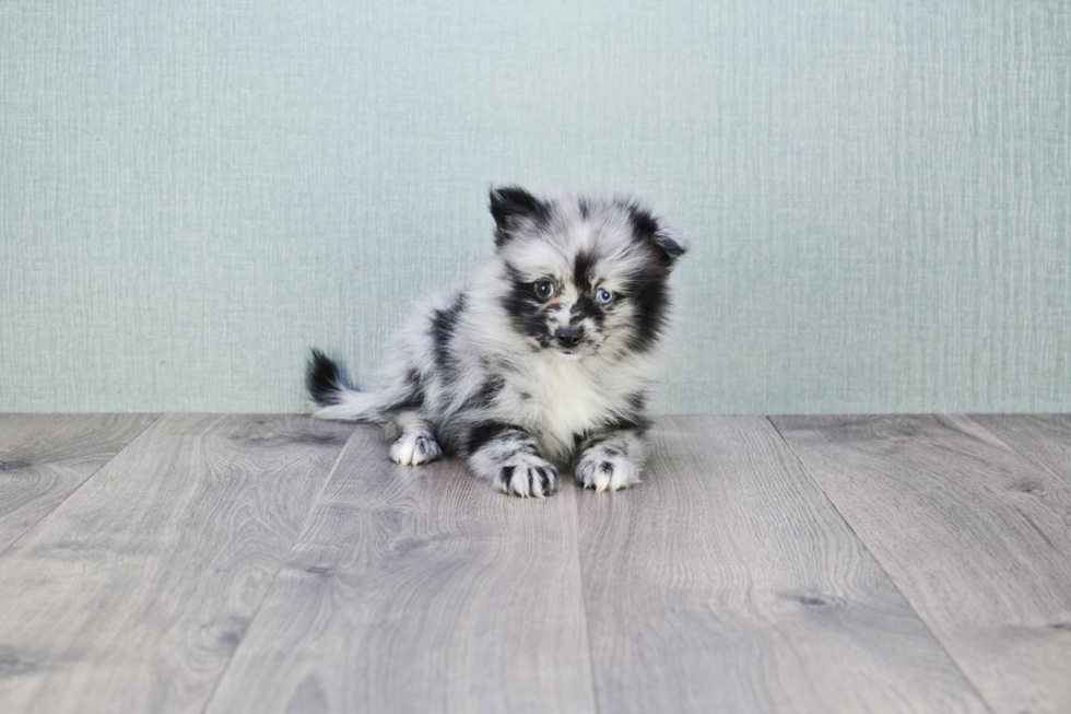 Playful Pomeranian Purebred Pup