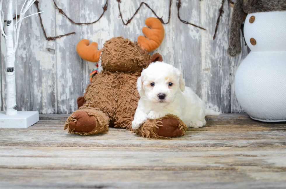 Happy Bichon Frise Purebred Puppy