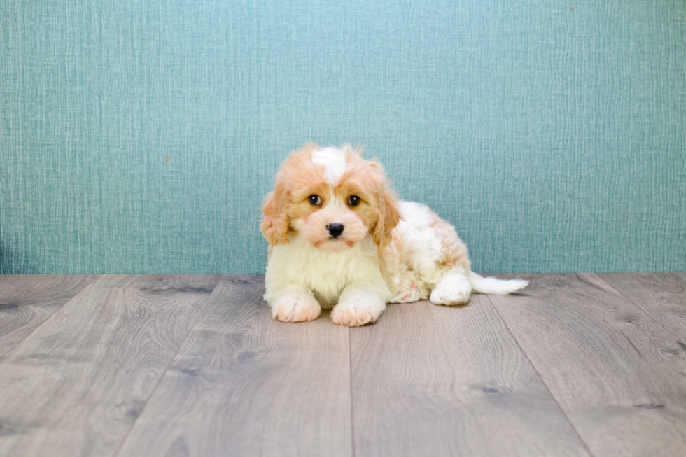 Cavachon Pup Being Cute