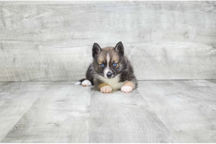 Best Pomsky Baby