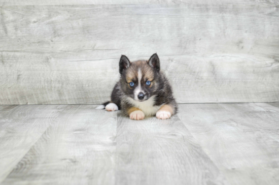 Best Pomsky Baby