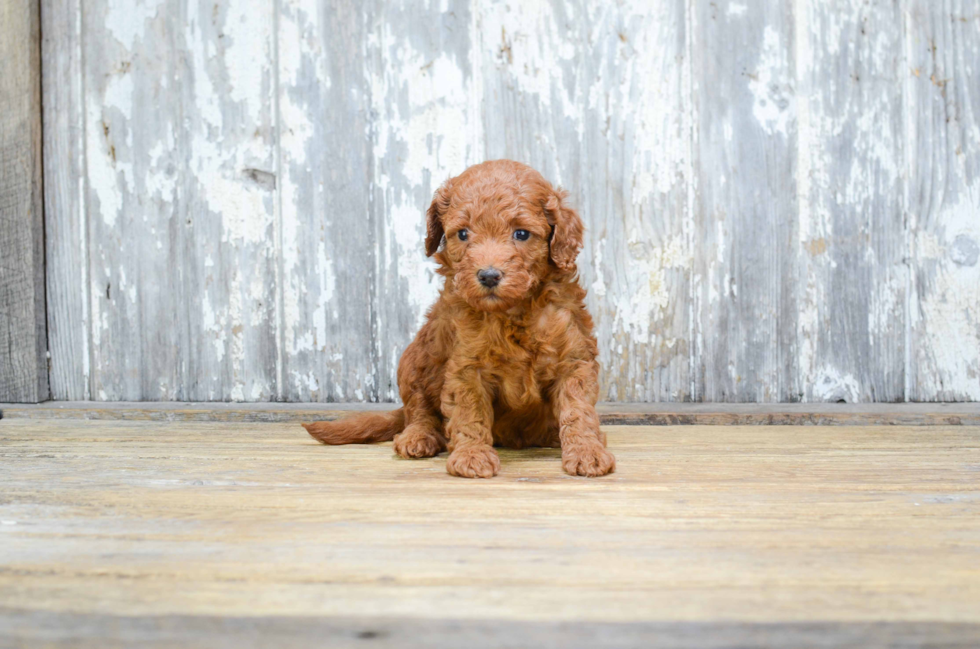 Best Mini Goldendoodle Baby