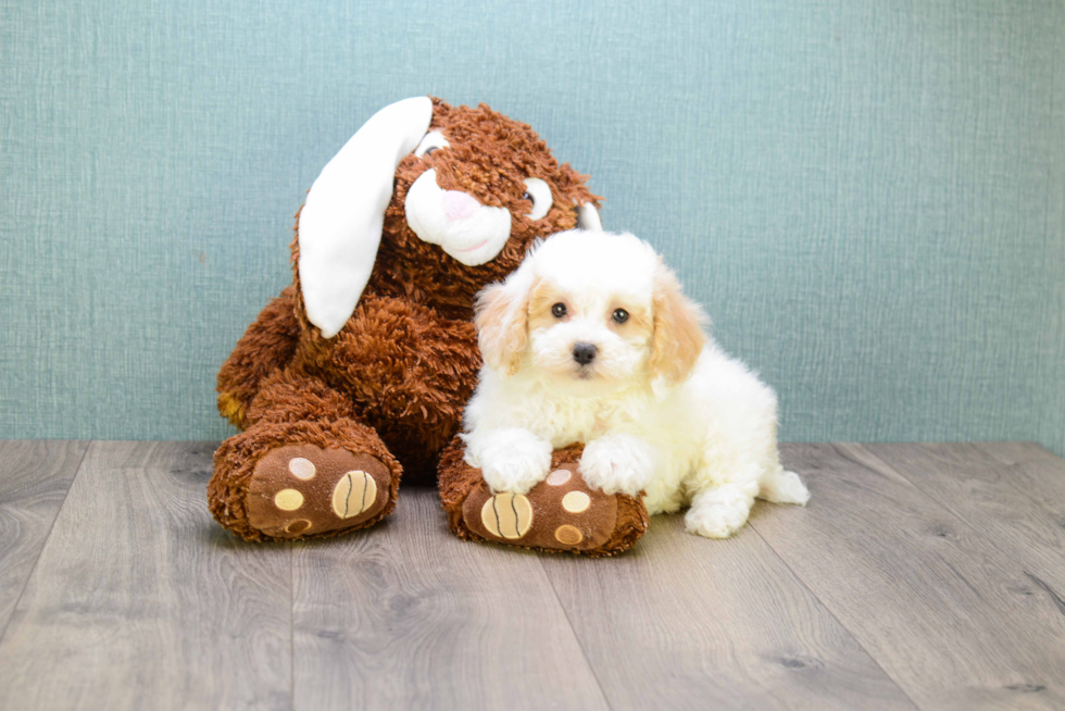 Cavapoo Pup Being Cute