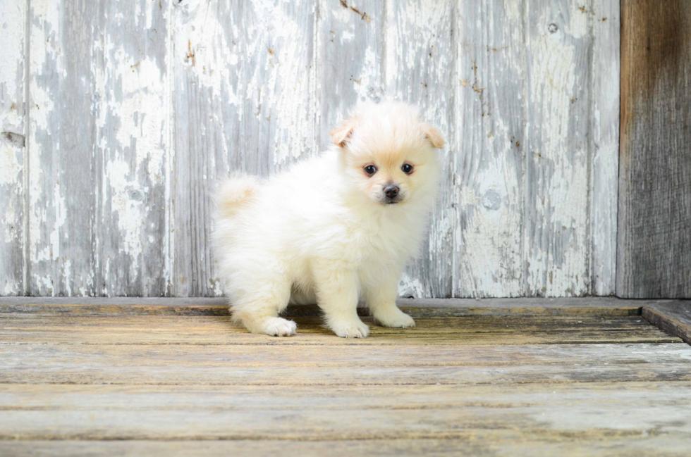 Funny Pomeranian Baby