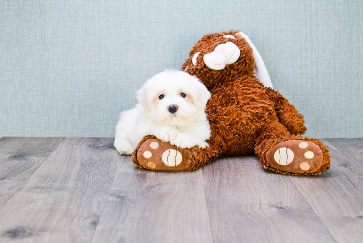 Best Havanese Baby