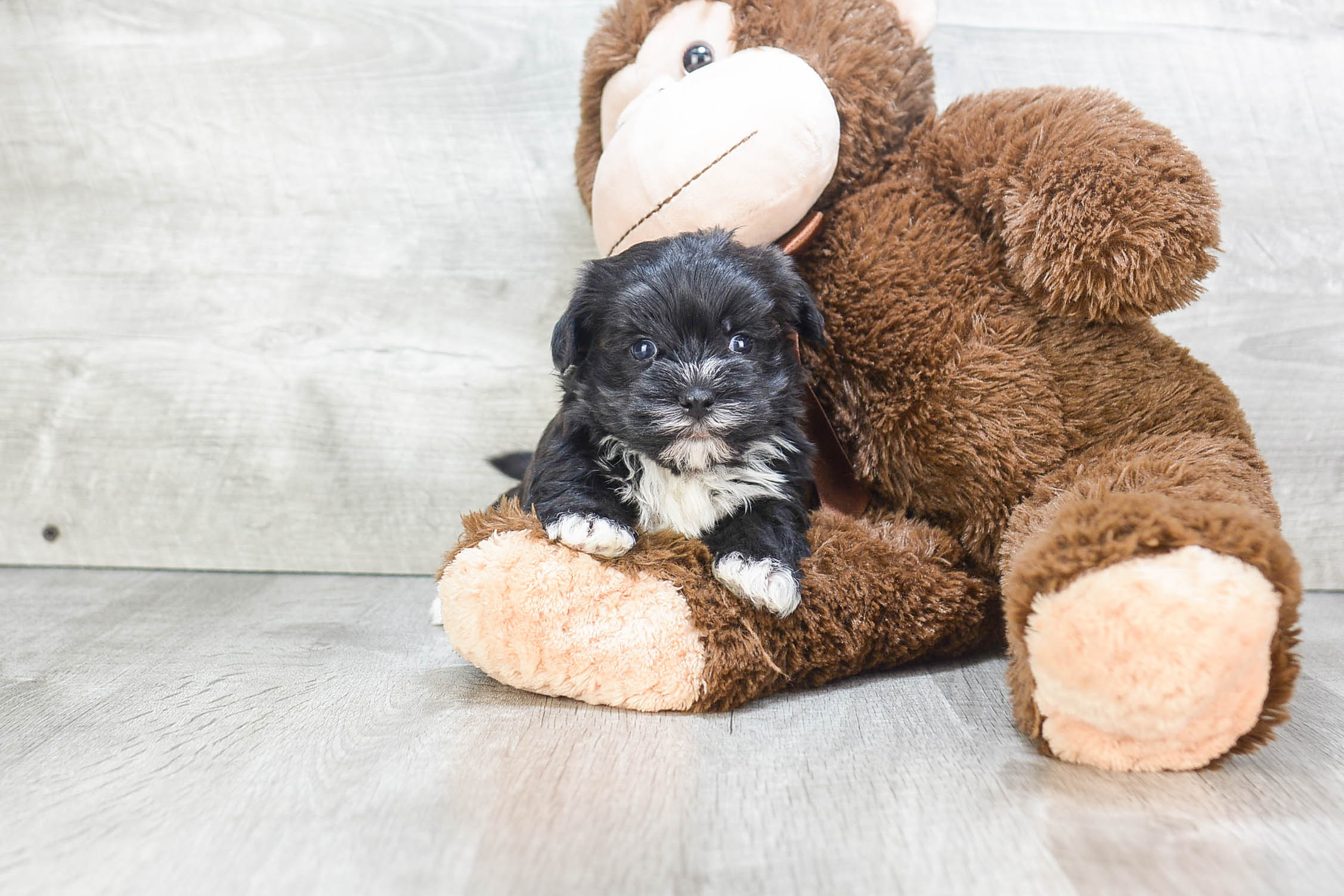 Funny Morkie Designer Pup