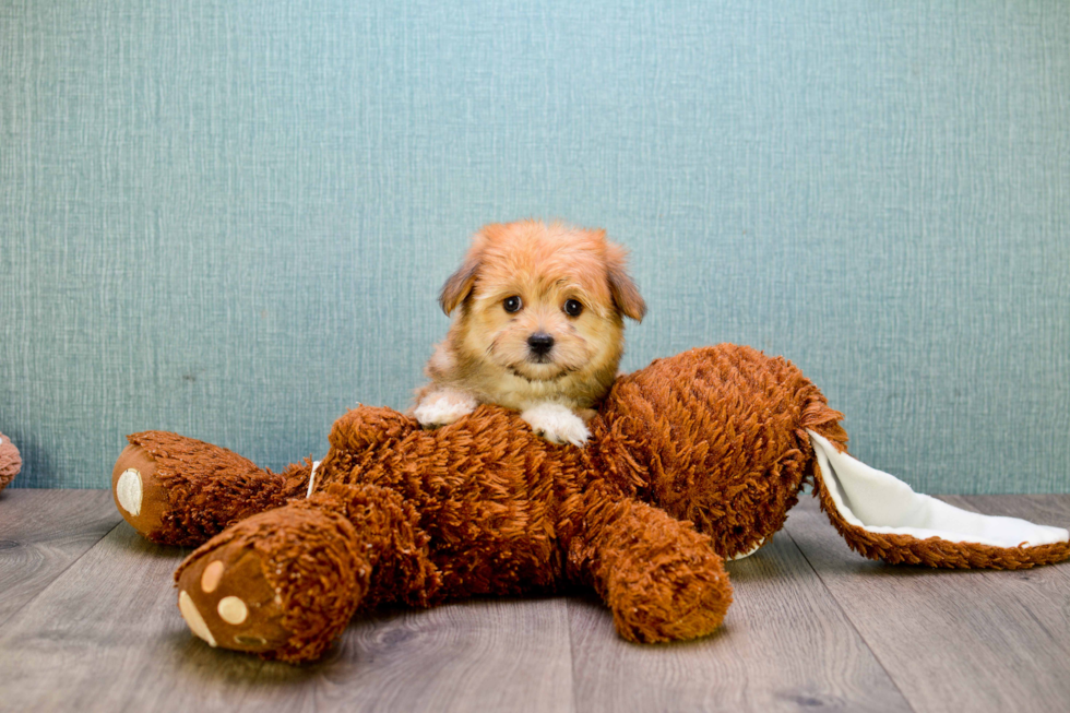 Morkie Pup Being Cute