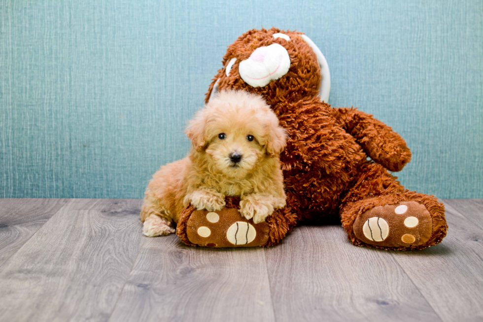 Cavapoo Pup Being Cute