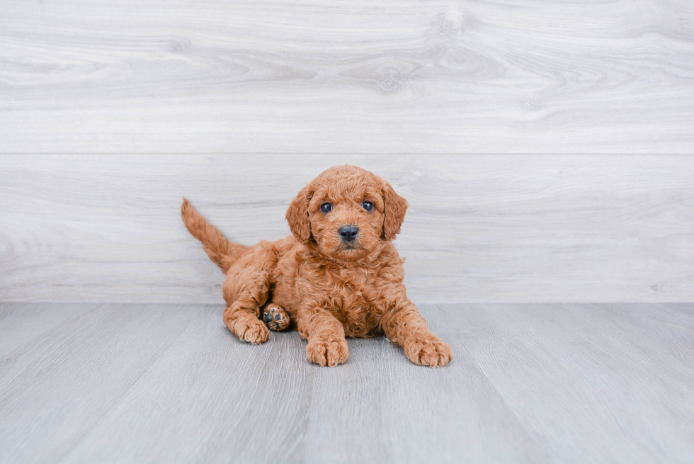 Adorable Golden Retriever Poodle Mix Puppy