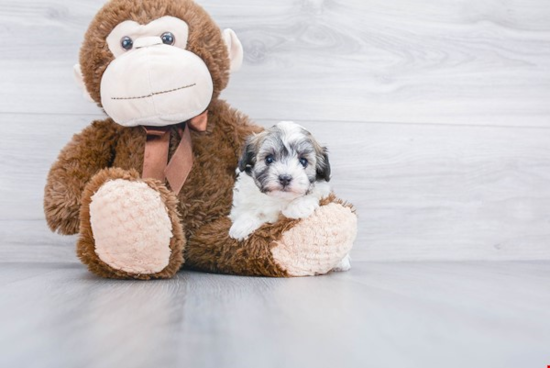 Energetic Maltese Poodle Poodle Mix Puppy