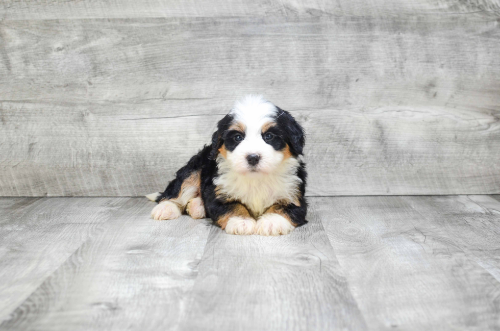 Best Mini Bernedoodle Baby