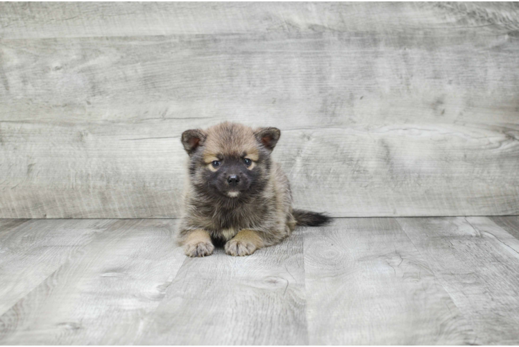 Pomsky Puppy for Adoption