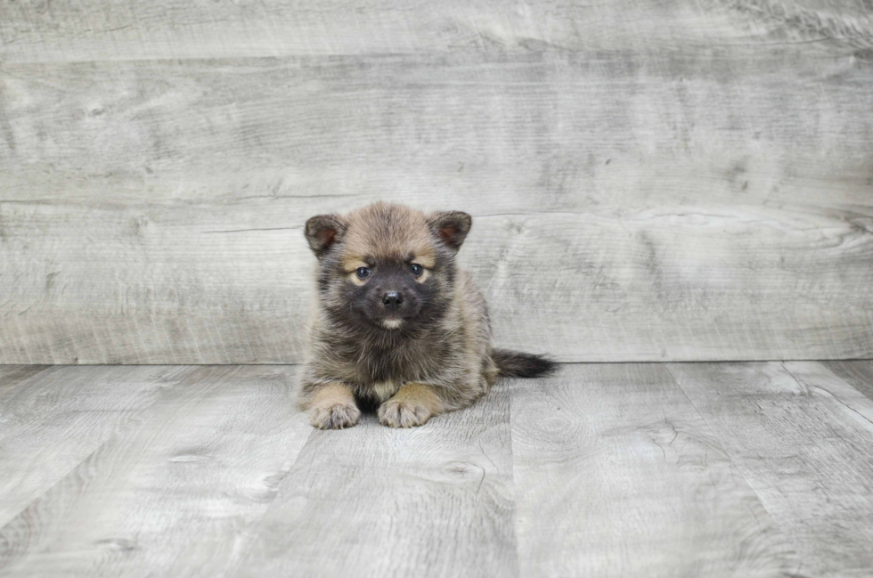 Pomsky Puppy for Adoption