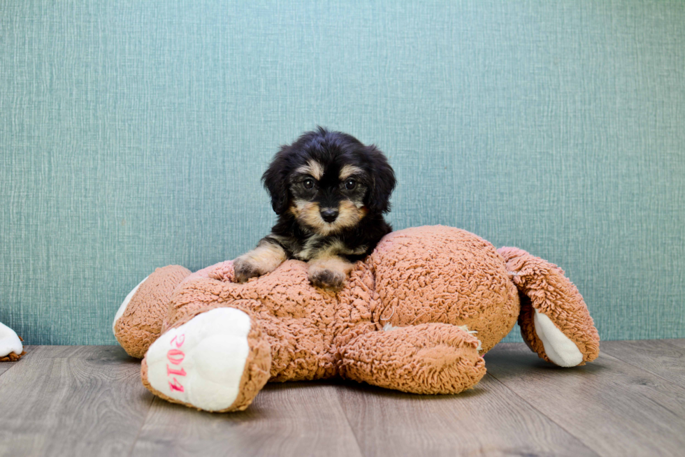 Best Cavachon Baby