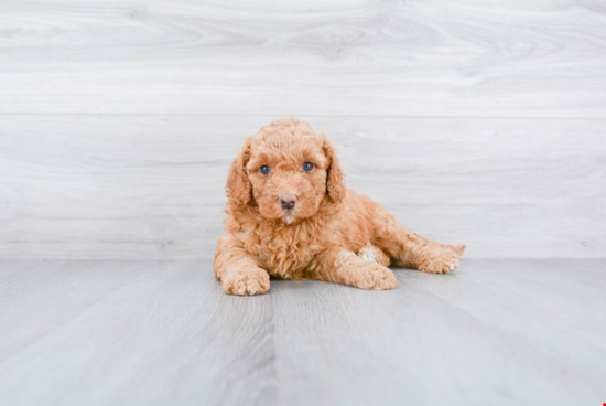 Fluffy Mini Goldendoodle Poodle Mix Pup