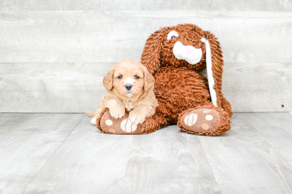 Cavapoo Puppy for Adoption