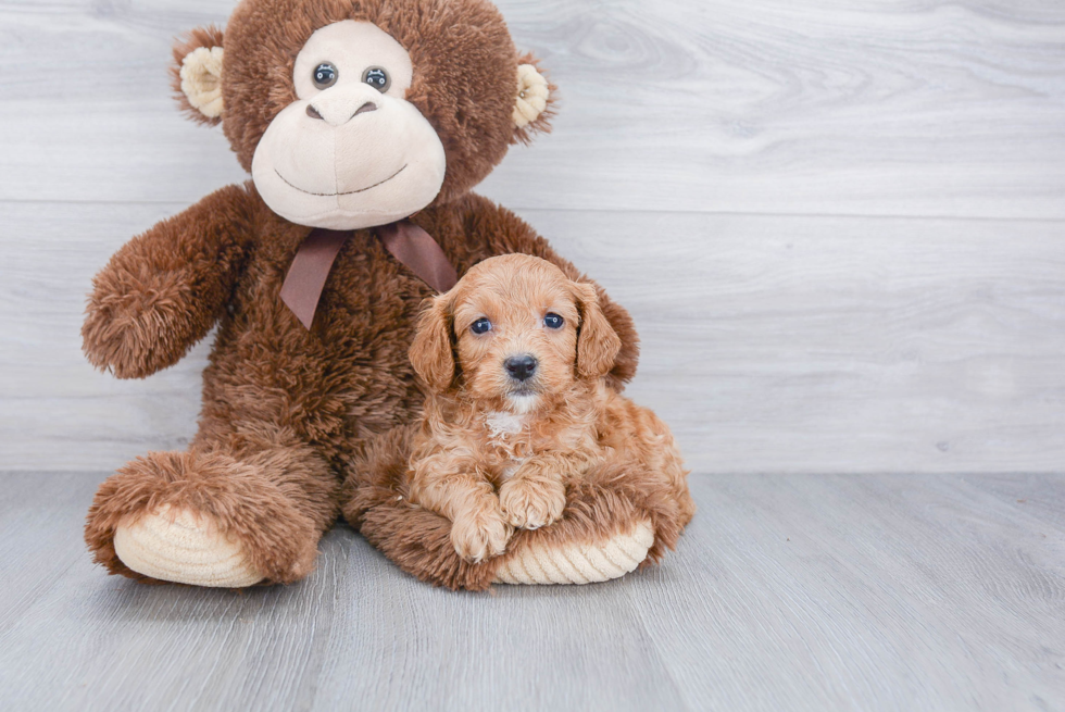 Hypoallergenic Cavoodle Poodle Mix Puppy