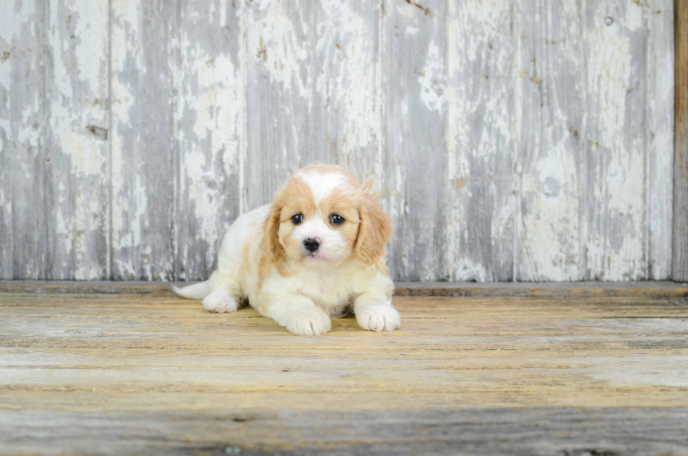 Cavachon Puppy for Adoption