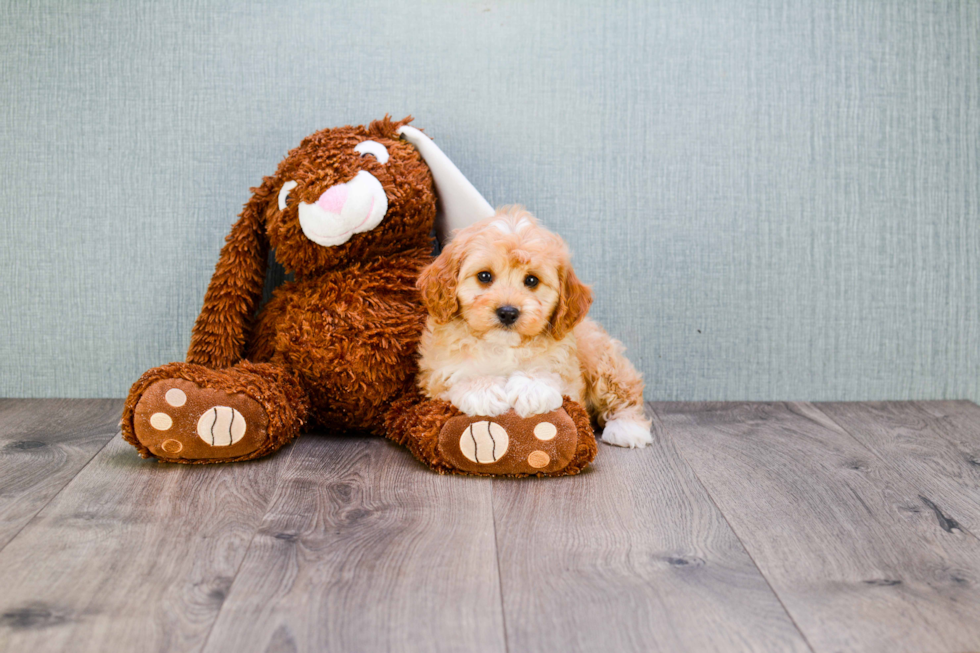 Cavapoo Puppy for Adoption