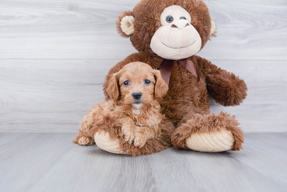 Hypoallergenic Cavoodle Poodle Mix Puppy