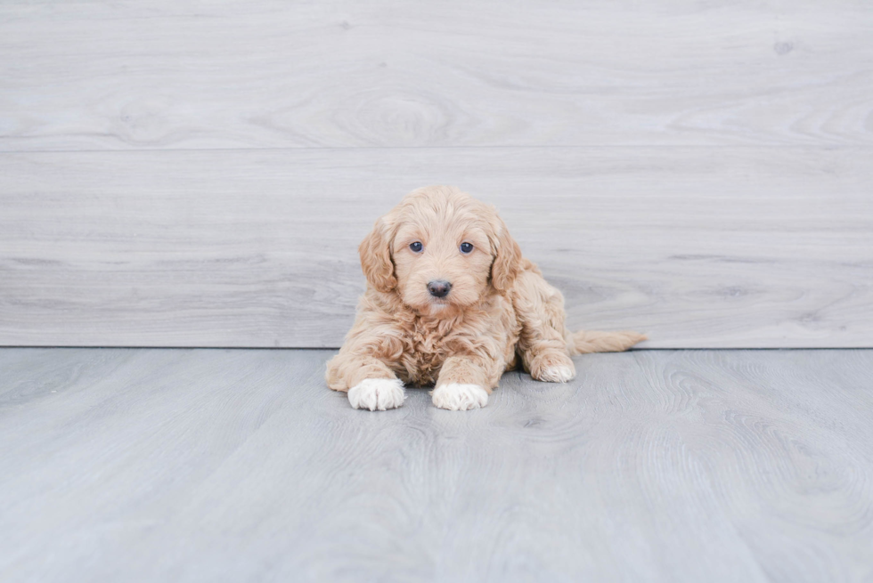 Best Mini Goldendoodle Baby