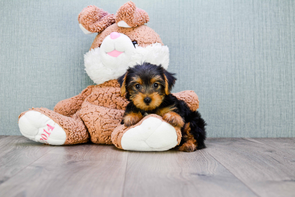 Meet Sonya - our Yorkshire Terrier Puppy Photo 