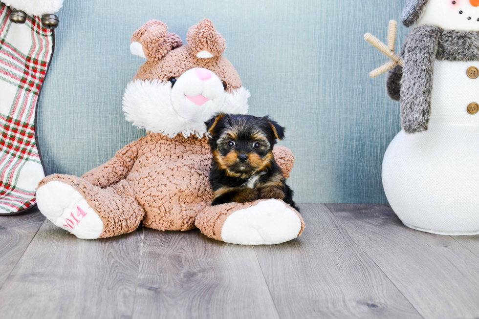 Meet Hope - our Yorkshire Terrier Puppy Photo 