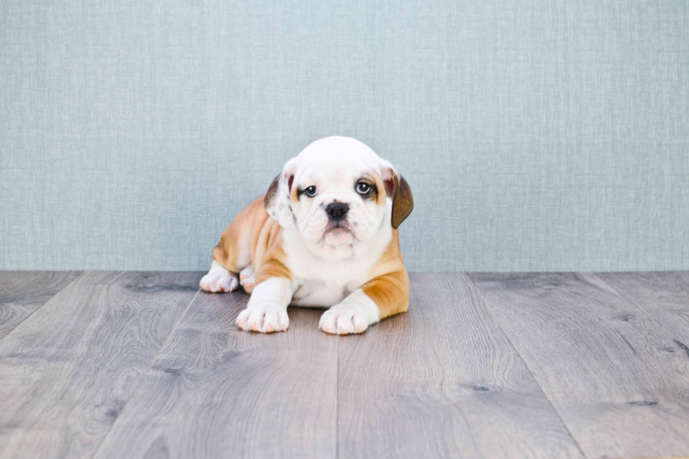 Cute English Bulldog Mix Pup