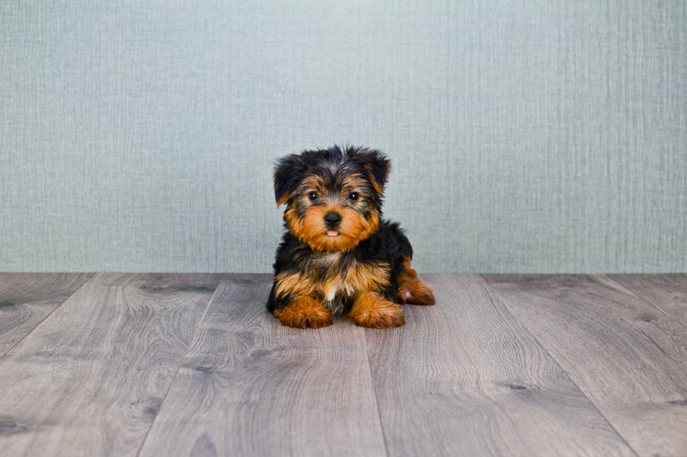 Meet Roscoe - our Yorkshire Terrier Puppy Photo 