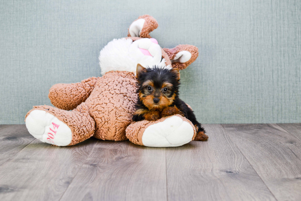 Meet Avery - our Yorkshire Terrier Puppy Photo 