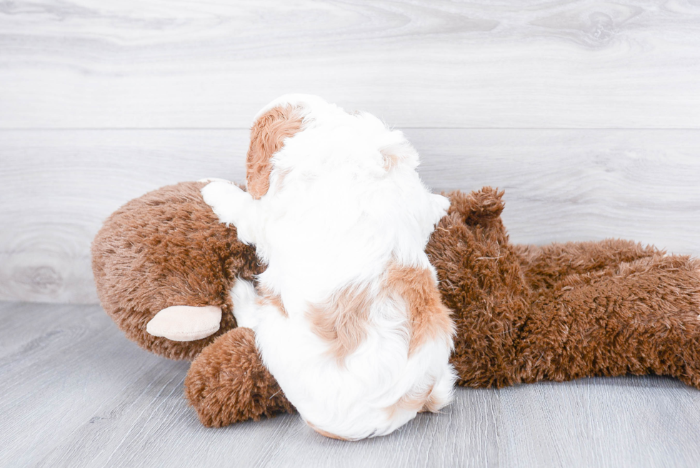 Popular Cavalier King Charles Spaniel Baby