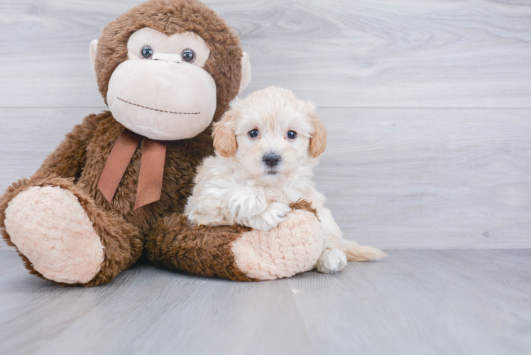 Best Maltipoo Baby