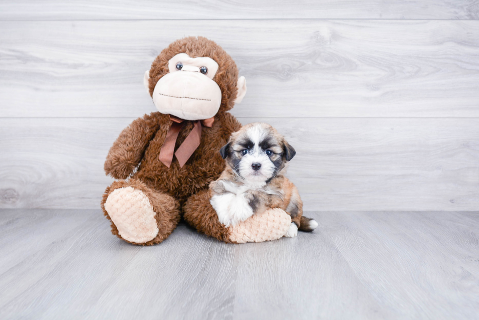 Friendly Havanese Purebred Pup