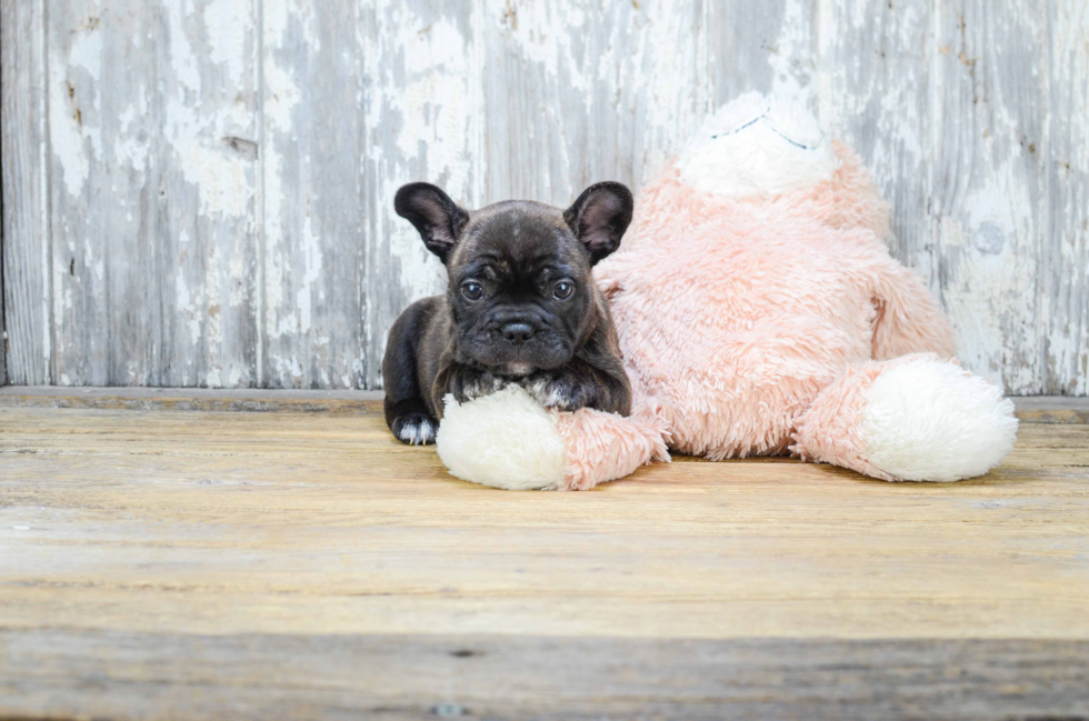 Happy Frenchie Purebred Puppy